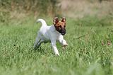 FOX TERRIER POIL LISSE 184